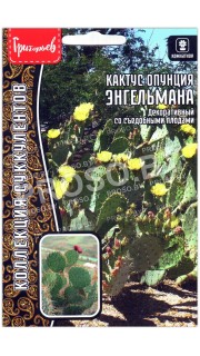 Кактус опунция Энгельмана