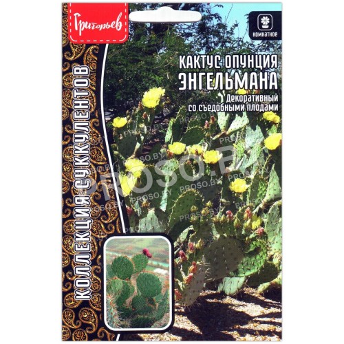 Кактус опунция Энгельмана