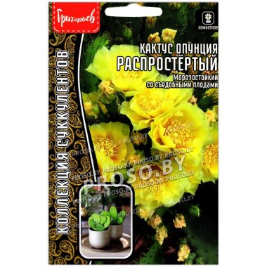 Кактус опунция Распростертый