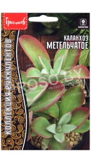 Каланхоэ Метельчатое