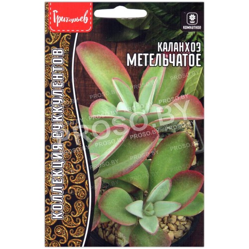 Каланхоэ Метельчатое