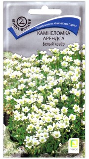 Камнеломка арендса Белый ковер