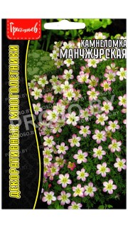 Камнеломка Манчжурская