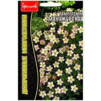 Камнеломка Манчжурская