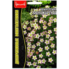 Камнеломка Манчжурская