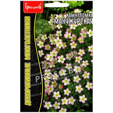 Камнеломка Манчжурская