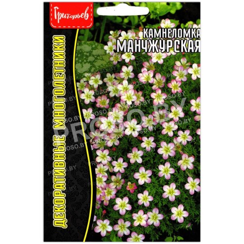 Камнеломка Манчжурская