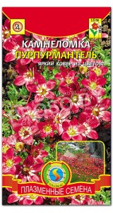 Камнеломка Пурпурмантель