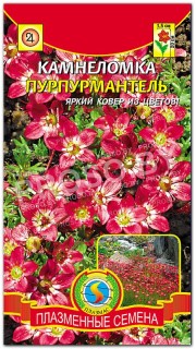 Камнеломка Пурпурмантель