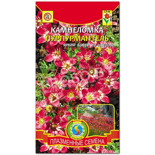 Камнеломка Пурпурмантель