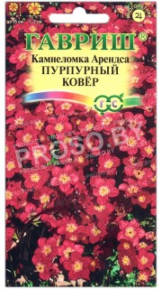 Камнеломка Пурпурный ковер