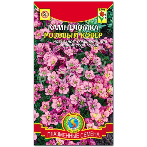 Камнеломка Розовый ковер