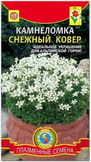 Камнеломка Снежный ковер