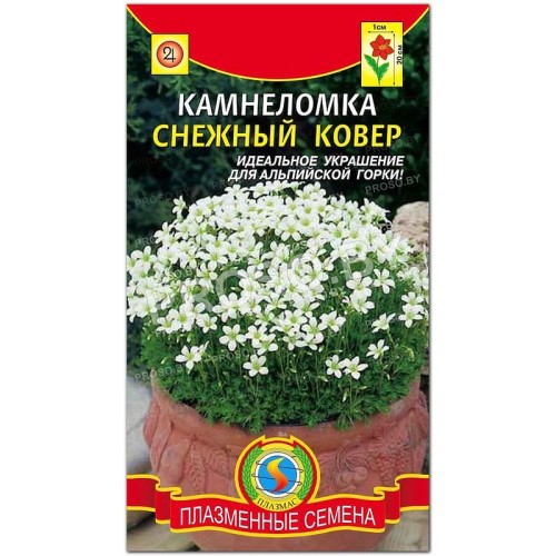 Камнеломка Снежный ковер