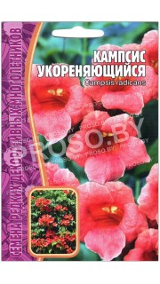 Кампсис Укореняющийся