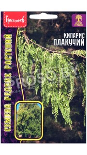 Кипарис Плакучий
