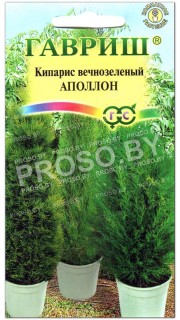 Кипарис вечнозеленый Аполлон