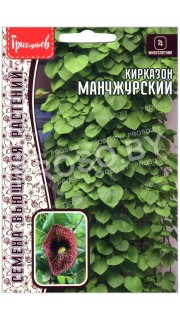 Кирказон Манчжурский