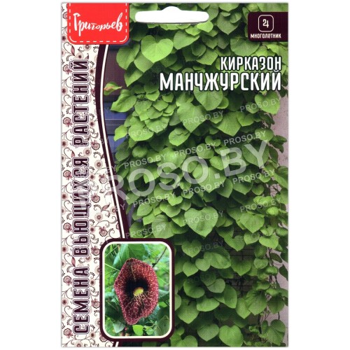 Кирказон Манчжурский