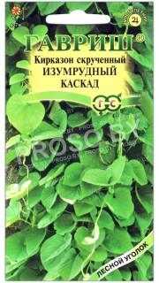Кирказон скрученный Изумрудный каскад