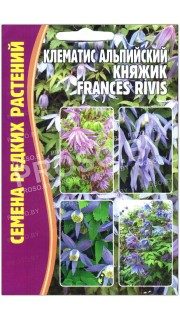 Клематис альпийский княжик Frances rivis