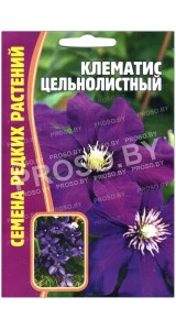 Клематис Цельнолистный