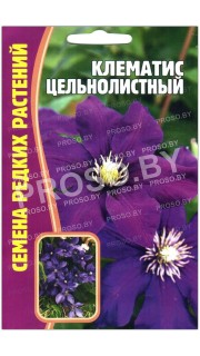 Клематис Цельнолистный