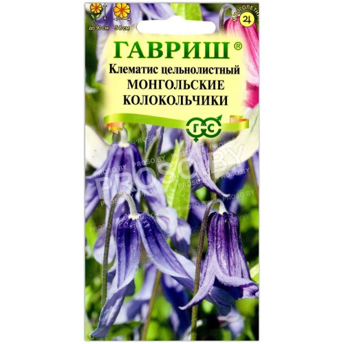 Клематис цельнолистный Монгольские колокольчики