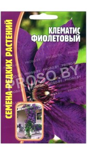 Клематис Фиолетовый