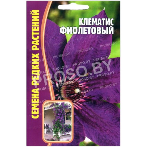 Клематис Фиолетовый