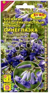 Клематис ломонос Синеглазка