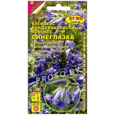Клематис ломонос Синеглазка