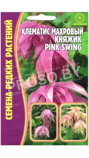 Клематис махровый Княжик (pink swing)