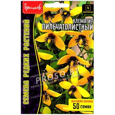 Клематис Пильчатолистный