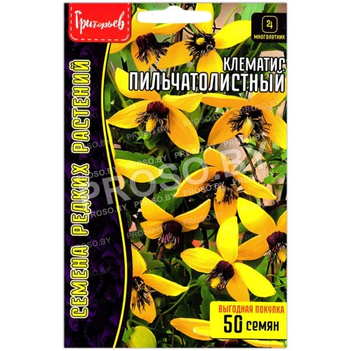Клематис Пильчатолистный