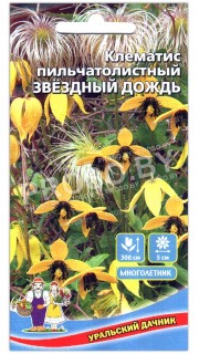 Клематис пильчатолистный Звездный дождь