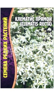 Клематис прямой Recta