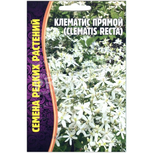 Клематис прямой Recta