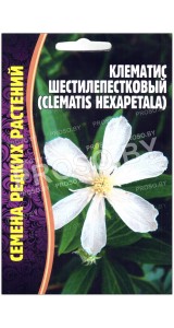 Клематис шестилепестковый Hexapelata