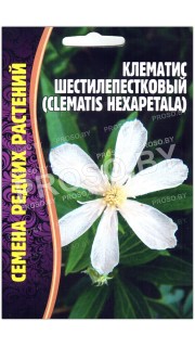 Клематис шестилепестковый Hexapelata