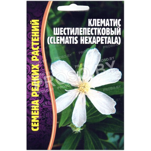 Клематис шестилепестковый Hexapelata
