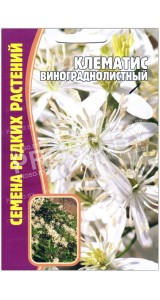 Клематис Винограднолистный