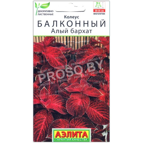Колеус балконный Алый бархат