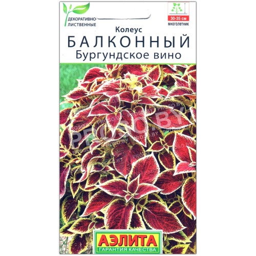 Колеус балконный Бургундское вино