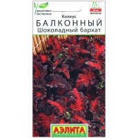 Колеус балконный Шоколадный бархат