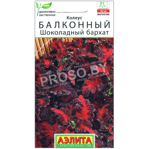 Колеус балконный Шоколадный бархат