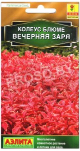 Колеус блюме Вечерняя заря