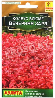 Колеус блюме Вечерняя заря