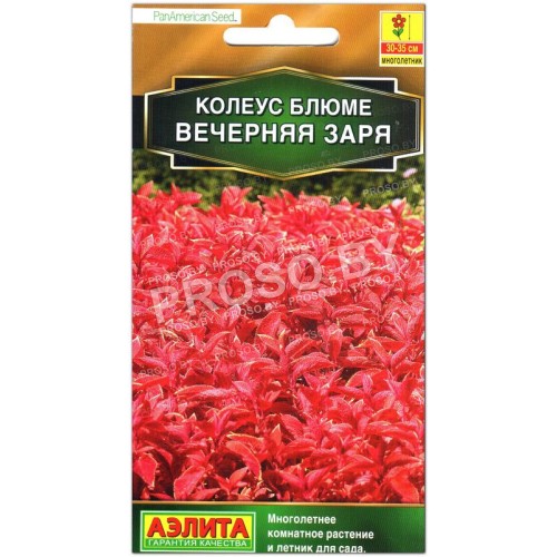 Колеус блюме Вечерняя заря
