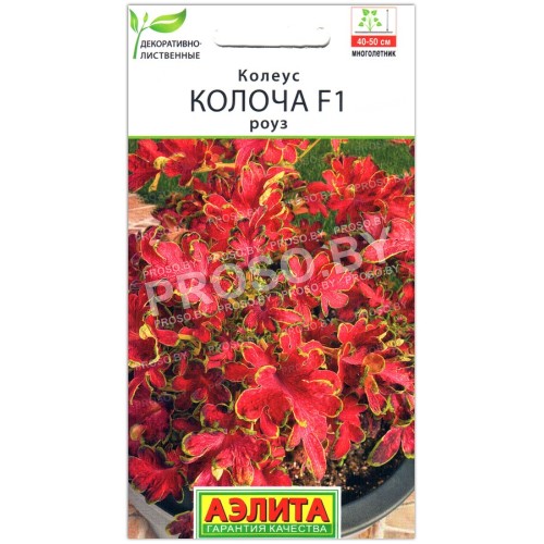 Колеус Колоча роуз F1